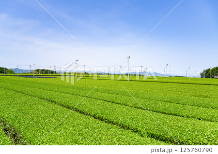 静岡県島田市　牧之原台地の大茶畑 125760790