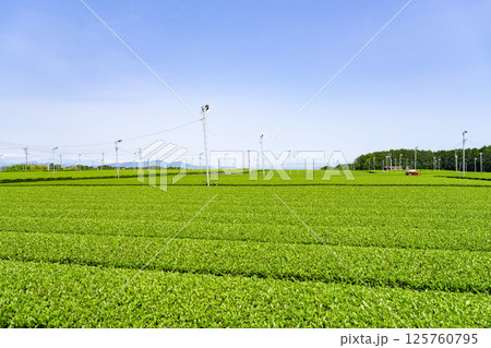 静岡県島田市　牧之原台地の大茶畑 125760795