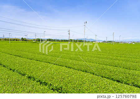 静岡県島田市　牧之原台地の大茶畑 125760798