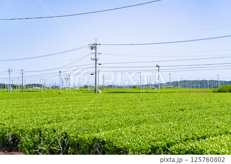 静岡県島田市　牧之原台地の大茶畑 125760802