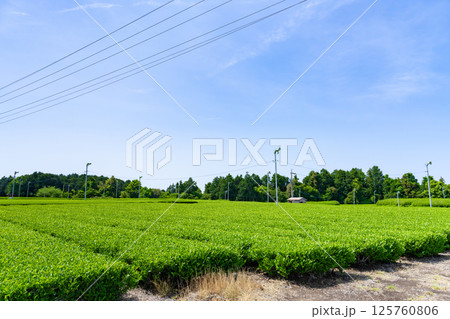 静岡県島田市 牧之原台地の大茶畑 静岡県島田市 牧之原台地の大茶畑 125760806