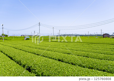 静岡県島田市　牧之原台地の大茶畑 125760808