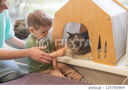 Caucasian little boy in cat cafe next to tabby cat.  125760964