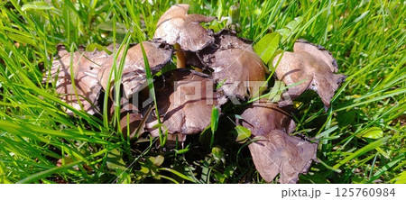 Spring Mushrooms Growing Abundantly in Vibrant Green Grass Under Clear Skies Spring Mushrooms Growing Abundantly in Vibrant Green Grass Under Clear Skies 125760984