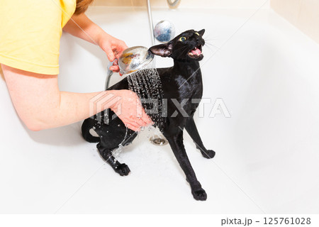 Black oriental cat taking bath 125761028