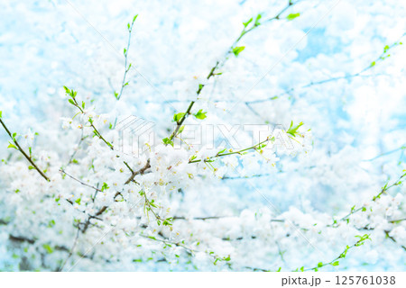 White flowers of branch cherry tree 125761038
