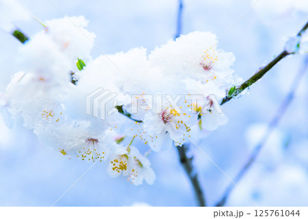 White flowers of branch cherry tree 125761044