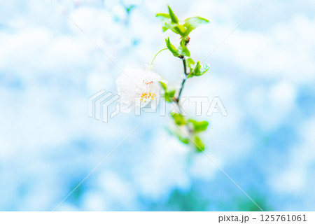 White flowers of branch cherry tree White flowers of branch cherry tree 125761061