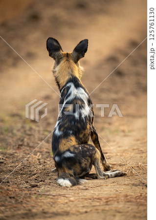 African wild dog sits with ears cocked African wild dog sits with ears cocked 125761130