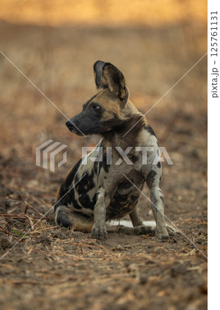 African wild dog sits turning head left African wild dog sits turning head left 125761131