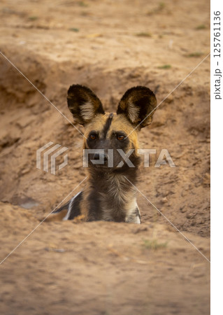 African wild dog shows head in gully 125761136