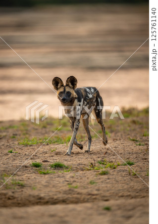 African wild dog runs down sandy riverbank 125761140
