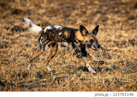 African wild dog runs across short grass 125761146