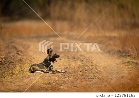 African wild dog lies yawning on track 125761168