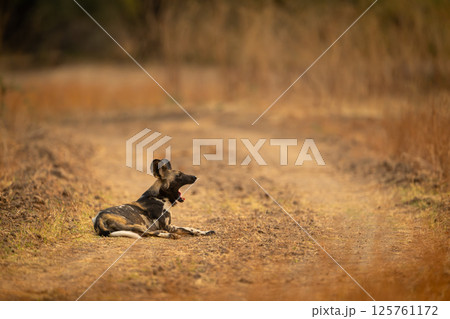 African wild dog lies yawning on road 125761172