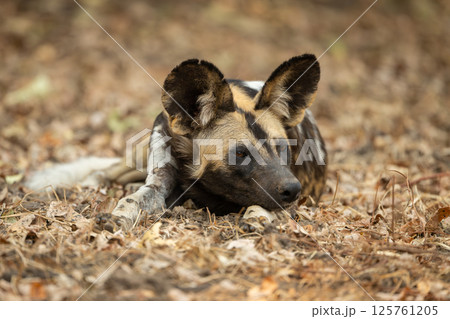 African wild dog lies on leaf litter African wild dog lies on leaf litter 125761205