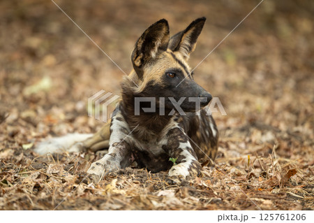 African wild dog lies on dead leaves 125761206