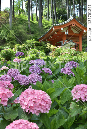 三室戸寺　あじさい園(京都府宇治市) 125761241