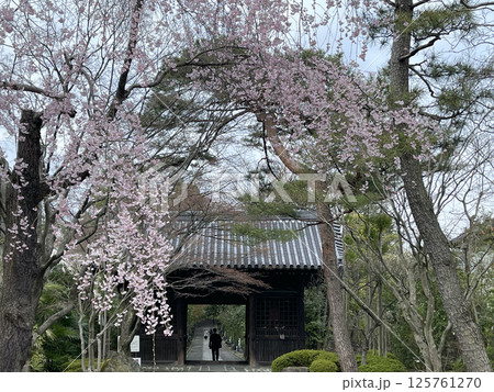 杜の都仙台 北山 輪王寺 仁王門の桜 杜の都仙台 北山 輪王寺 仁王門の桜 125761270
