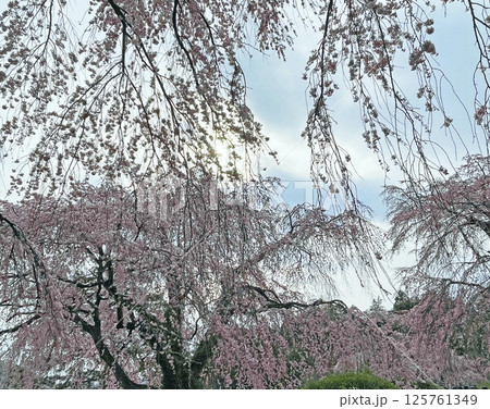 杜の都仙台 北山 碧空に映える東昌寺の枝垂れ桜 杜の都仙台 北山 碧空に映える東昌寺の枝垂れ桜 125761349