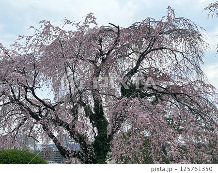 杜の都仙台　北山　碧空に映える東昌寺の枝垂れ桜 125761350