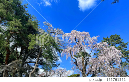 杜の都仙台 北山 碧空に映える東昌寺の枝垂れ桜 杜の都仙台 北山 碧空に映える東昌寺の枝垂れ桜 125761351