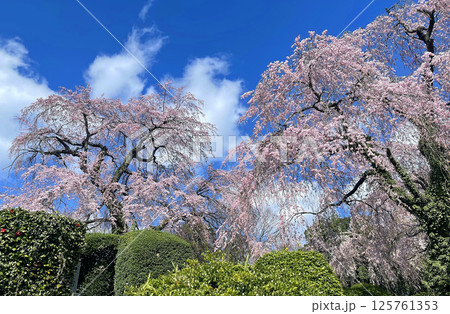 杜の都仙台 北山 碧空に映える東昌寺の枝垂れ桜 杜の都仙台 北山 碧空に映える東昌寺の枝垂れ桜 125761353