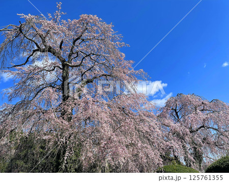 杜の都仙台 北山 碧空に映える東昌寺の枝垂れ桜 杜の都仙台 北山 碧空に映える東昌寺の枝垂れ桜 125761355