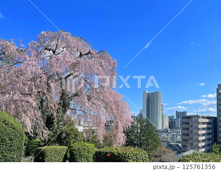 杜の都仙台 北山 碧空に映える東昌寺の枝垂れ桜 杜の都仙台 北山 碧空に映える東昌寺の枝垂れ桜 125761356