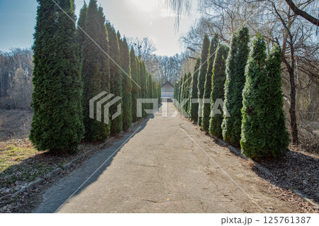 Long thuja alley 125761387