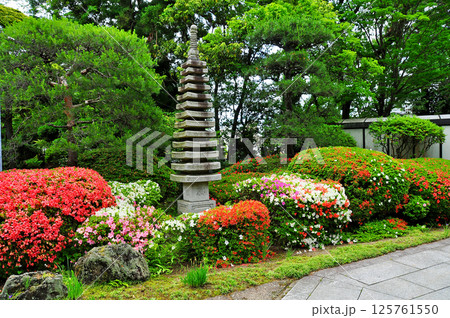 杜の都仙台 北山 光明寺 境内 ツツジ 杜の都仙台 北山 光明寺 境内 ツツジ 125761550