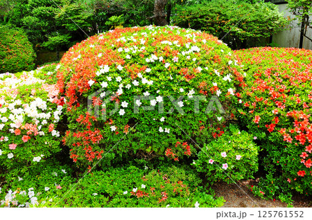 杜の都仙台 北山 光明寺 境内 ツツジ 杜の都仙台 北山 光明寺 境内 ツツジ 125761552