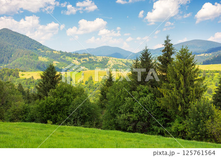 mountainous carpathian countryside scenery in summer. fir tree on the grassy alpine hill. summer vacations in highlands of ukraine. view in to the distant rural valley mountainous carpathian countryside scenery in summer. fir tree on the grassy alpine hill. summer vacations in highlands of ukraine. view in to the distant rural valley 125761564
