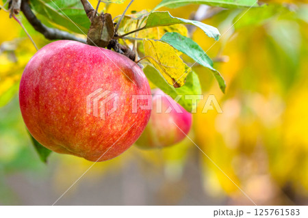 red apple hanging on a twig among leaves. ripe fruit harvest in countryside autumn garden. closeup of organic juicy food 125761583