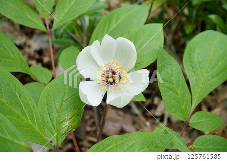 ヤマシャクヤクの白い花　箱根 125761585