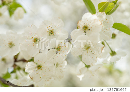 white spring flower blossom. spring blossom flower on branch. photo of spring blossom flower 125761665