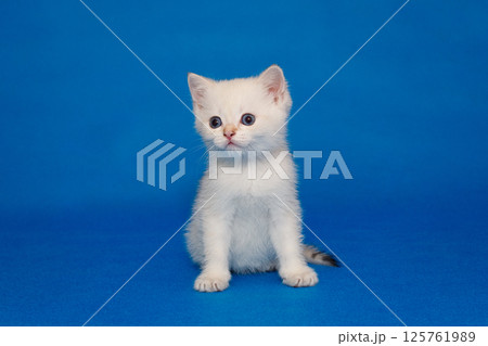 Small white kitten with blue eyes Small white kitten with blue eyes 125761989