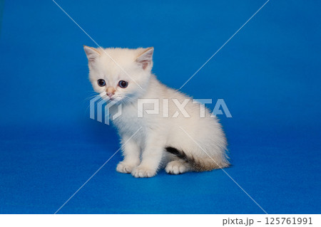 Small white kitten with blue eyes Small white kitten with blue eyes 125761991