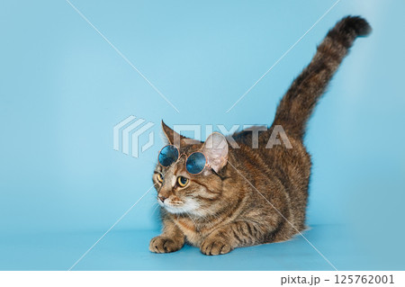Beautiful grey cat with stylish glasses 125762001