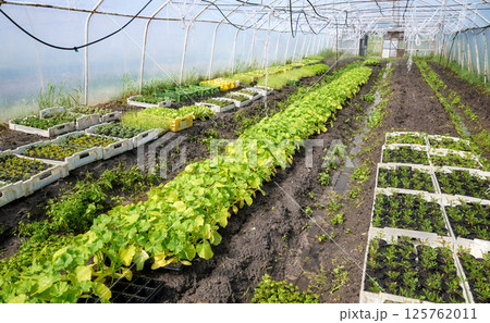 Organic vegetables and seedlings grown in a foil tunnel. Organic vegetables and seedlings grown in a foil tunnel. 125762011