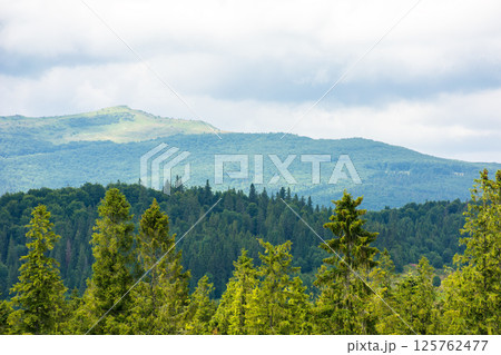 coniferous forest on a hill in front of a mountain under overcast sky in summer. beautiful landscape background for travel 125762477