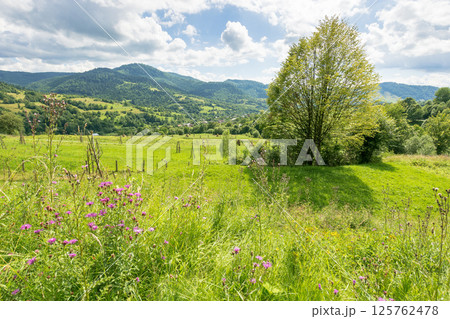 countryside mountain landscape in summer. highlands of ukraine. beautiful view with large deciduous tree on the grass field. forest on the distant hill under blue sky with clouds. village in the 125762478