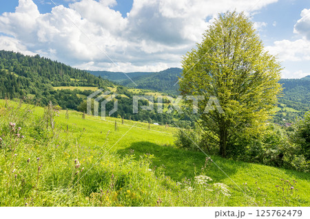 countryside mountain landscape in summer. sunny day. beautiful view with deciduous tree on the grass field. forest on the distant hill under blue sky with clouds. idyllic rural wallpaper 125762479