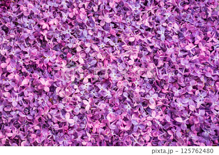floral texture of syringa. spring background of fallen common lilac petals floral texture of syringa. spring background of fallen common lilac petals 125762480
