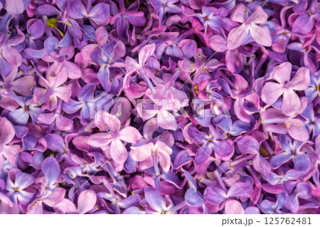 floral texture of syringa. spring background of fallen common lilac petals 125762481