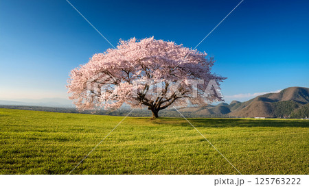 一本桜が咲く平原 125763222