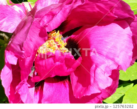 Close-up of a Paeonia suffruticosa or tree peony flower in spring. Large yellow stamens in center of the flower. 125763282