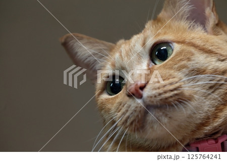 茶トラ猫 125764241