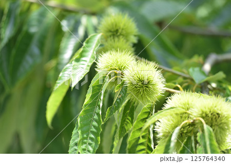 近所でみた栗の木 125764340