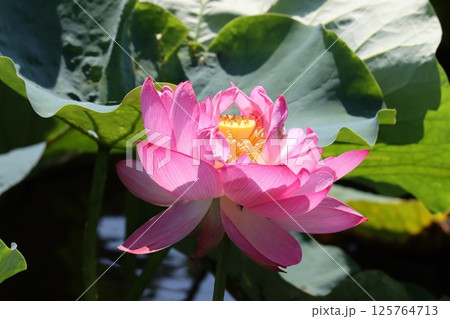 仏教と縁の深いハスの花－弐 125764713